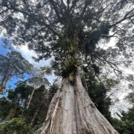 Sumaúma centenária na mata do sul da Bahia